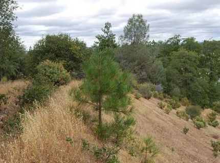 Mallard Ln, Placerville, CA 95667 Photo