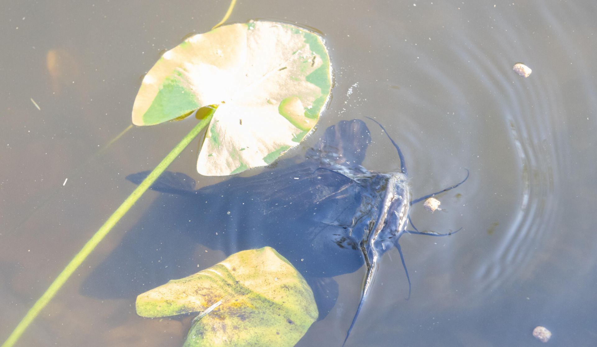 32801 Us-441, Unit 43, Okeechobee, FL 34972 Photo