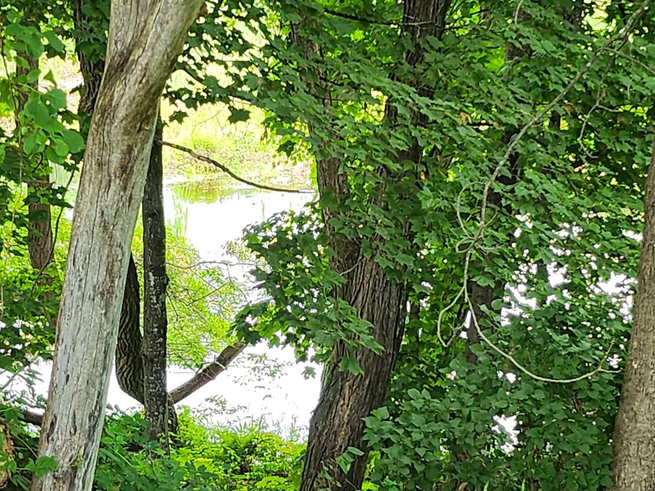 126 Meredith Center Road, Meredith, NH 03253 Main Photo