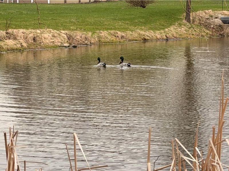 3629 Windsong Drive , Medina, OH 44256 Photo 5