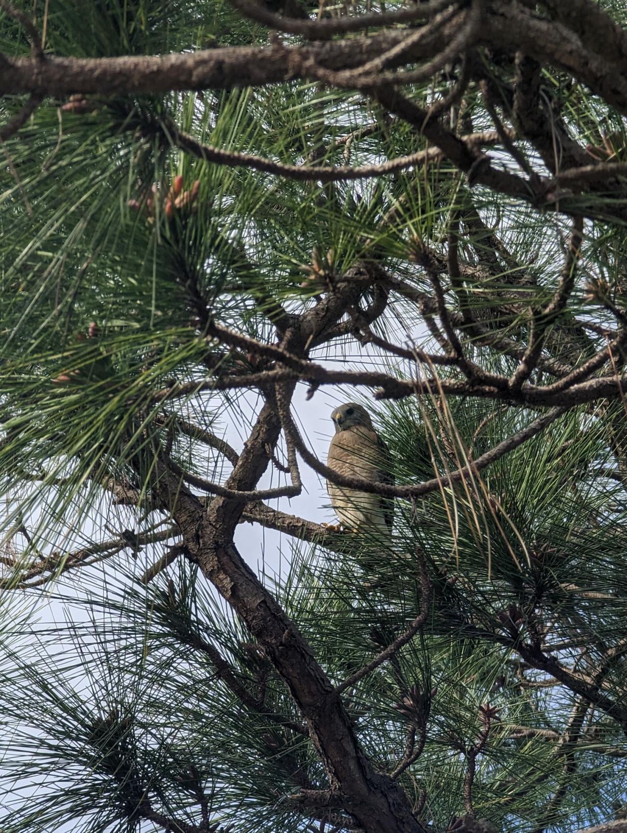 1738 Lindsey Court, Wellington, FL 33414 Photo