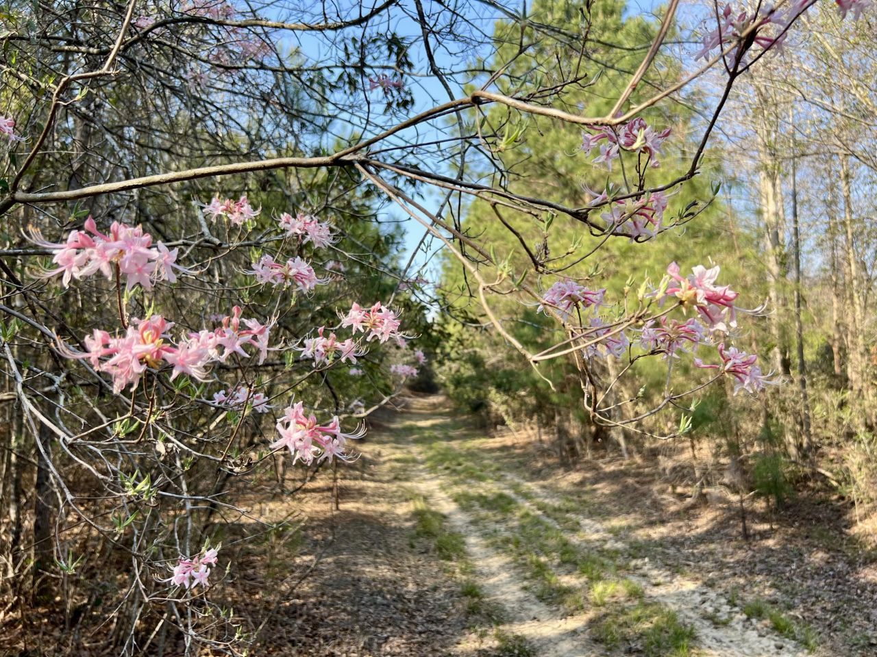 1 Westbury Road Photo 10