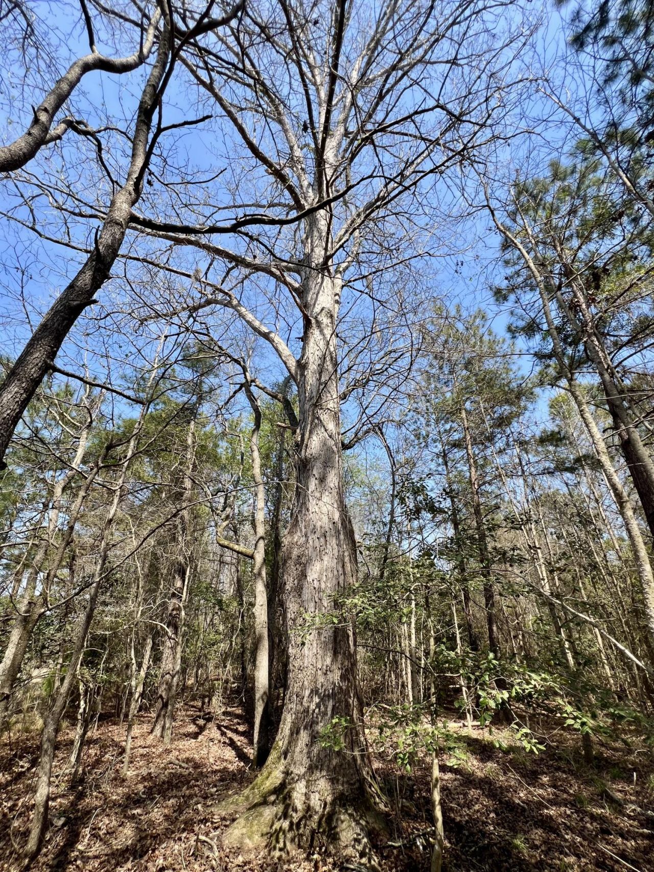 1 Westbury Road Photo 14