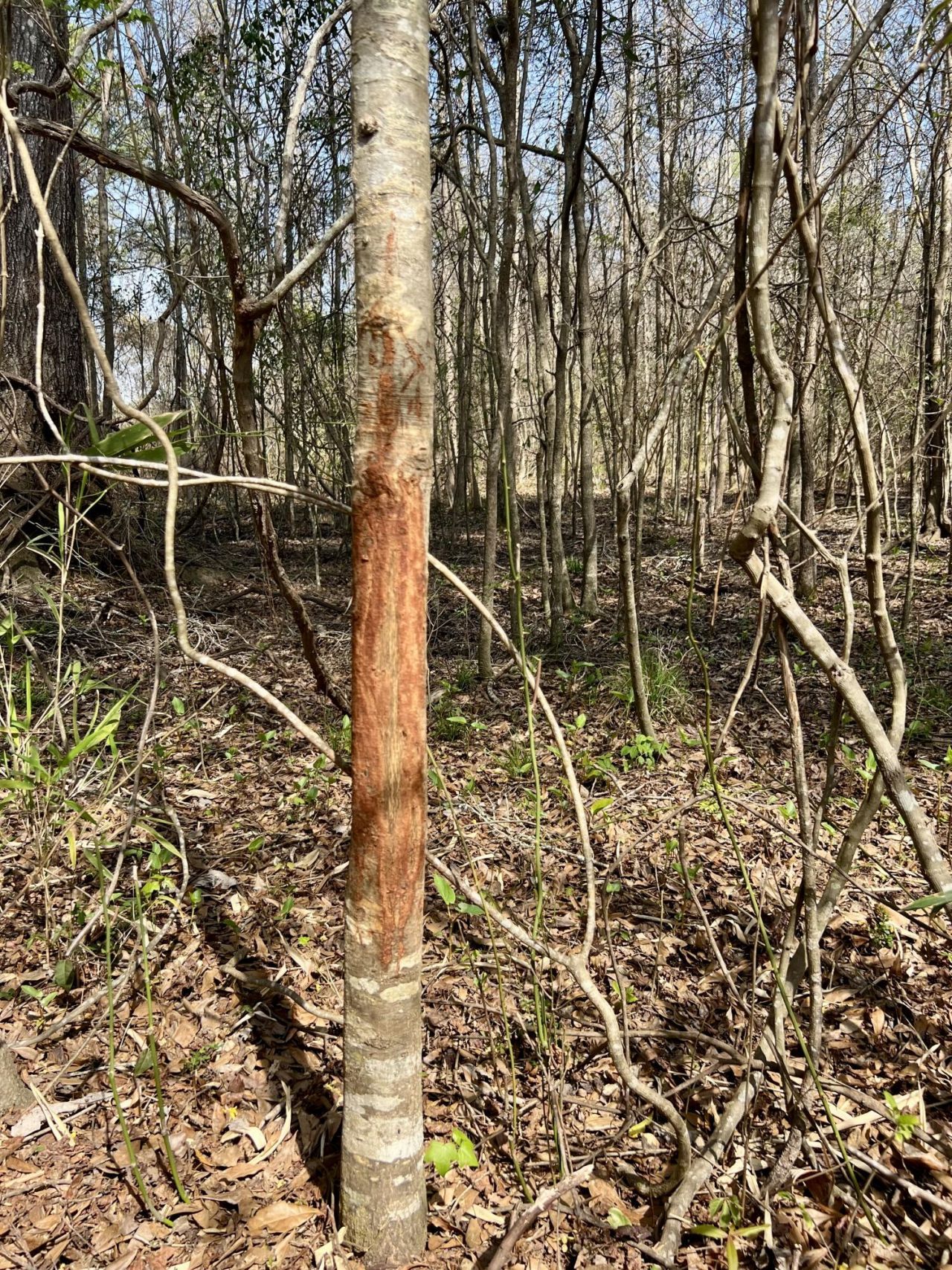 1 Westbury Road Photo 15