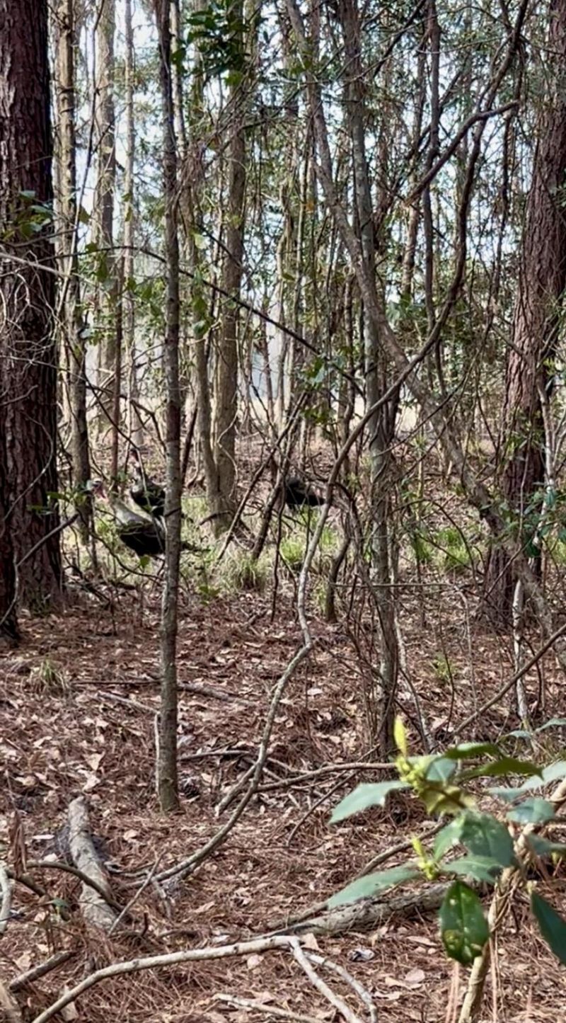 1 Westbury Road Photo 16