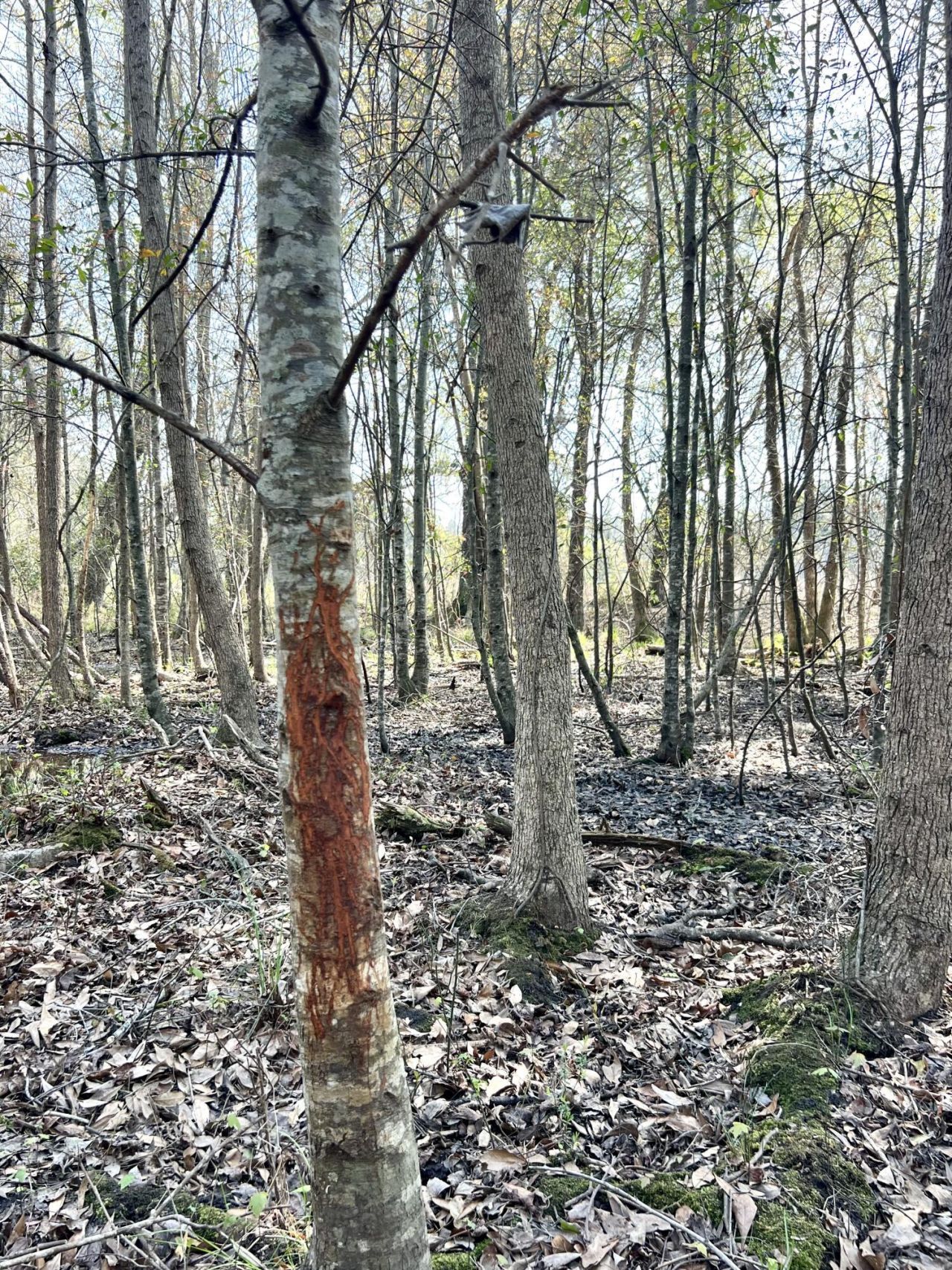 1 Westbury Road Photo 18