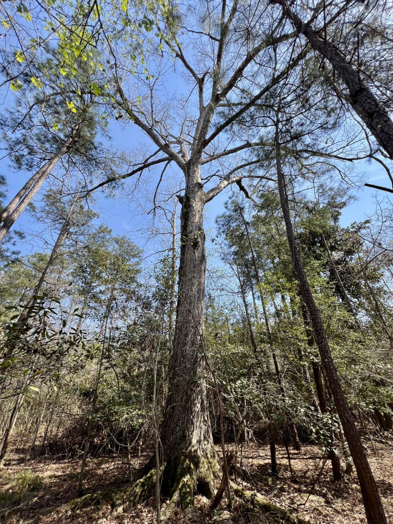 1 Westbury Road Photo 19