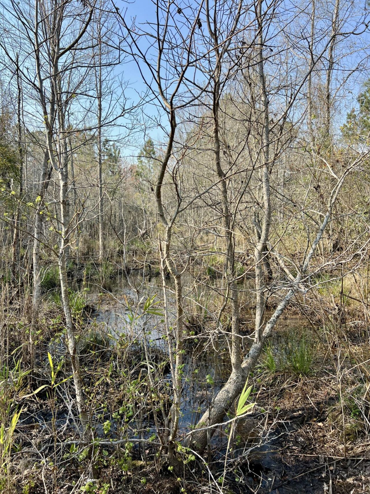 1 Westbury Road Photo 22