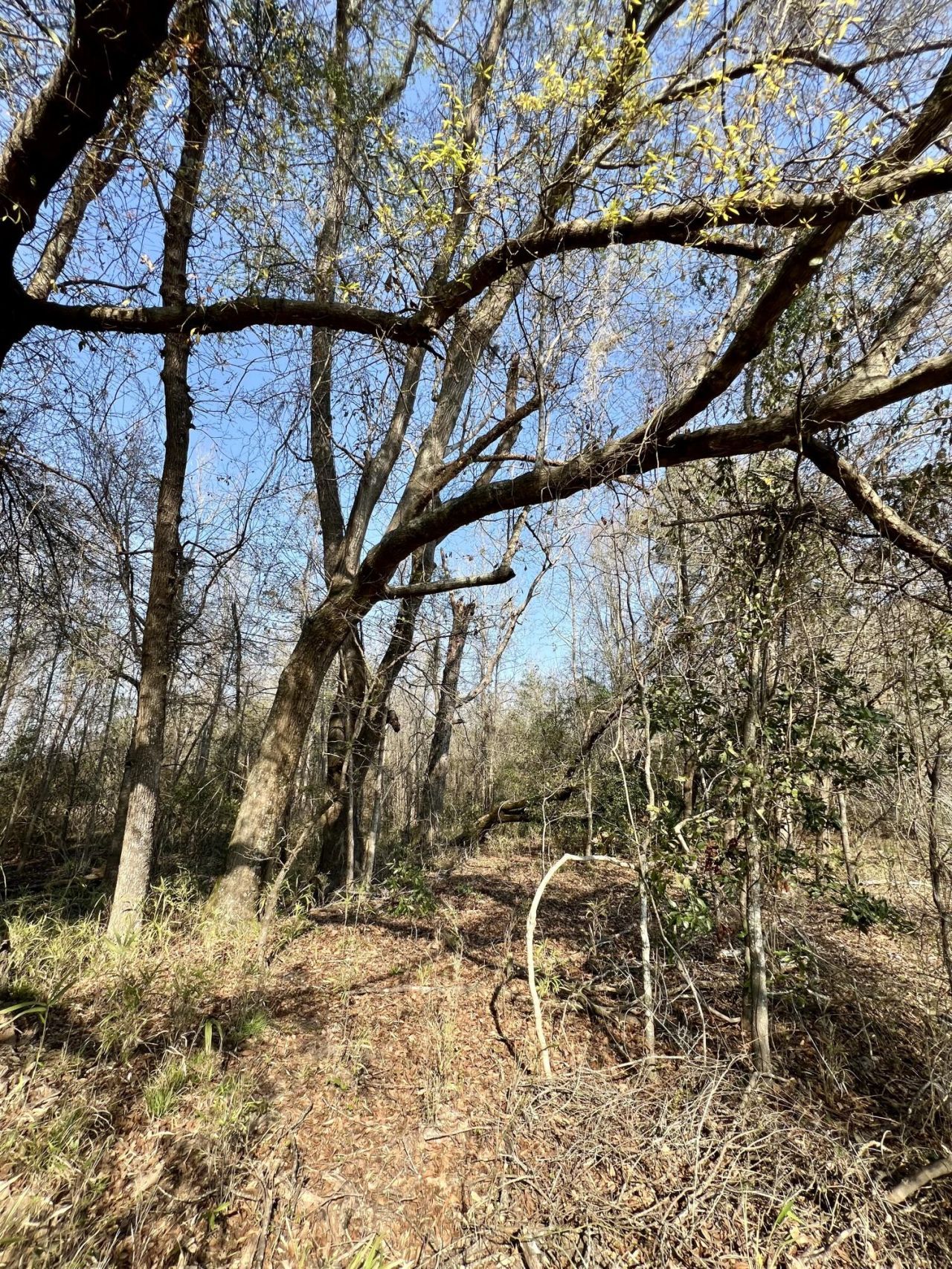 1 Westbury Road Photo 26