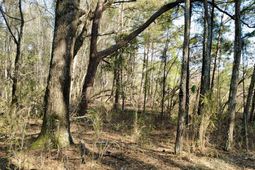 1 Westbury Road photo 4