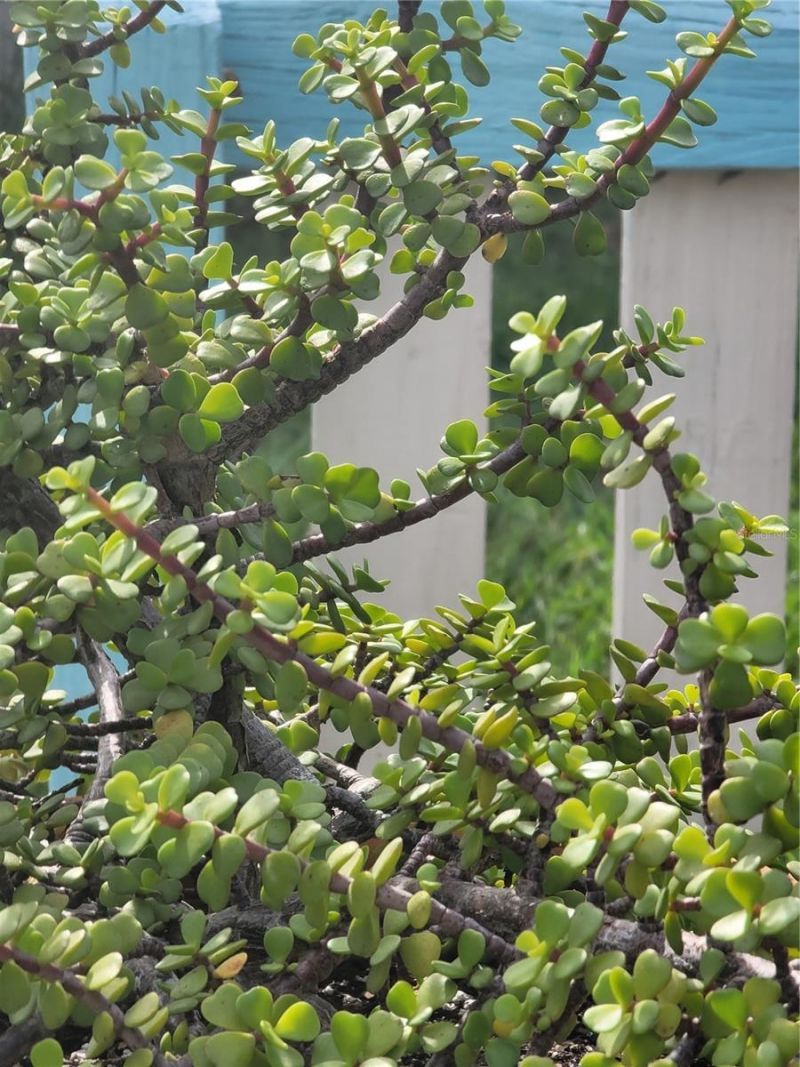 9826 Lehigh Drive, Port Richey, FL 34668 Photo