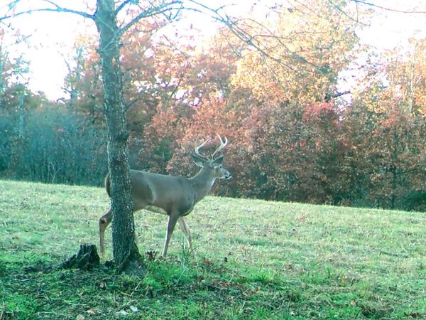 Tbd Foxtail Trail, Louisburg, MO 65685