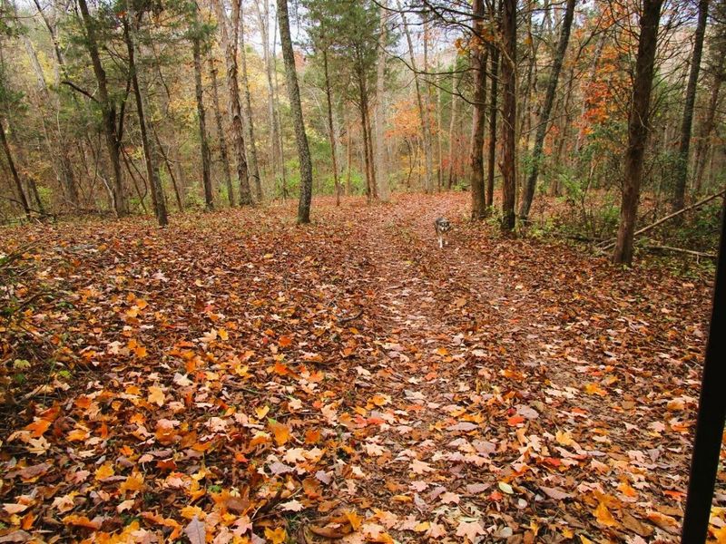 11.5 Ac Osborne Road, Dry Ridge, KY 41035 Photo 33