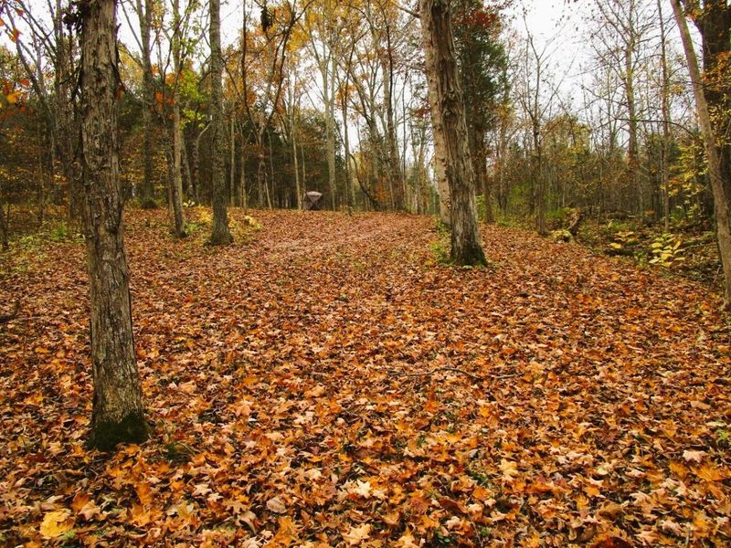 11.5 Ac Osborne Road, Dry Ridge, KY 41035 Photo 37