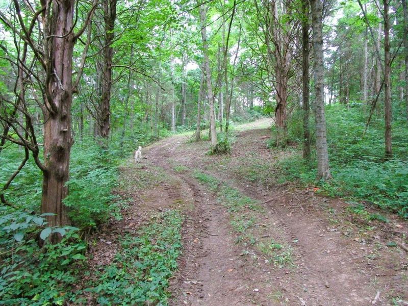 11.5 Ac Osborne Road, Dry Ridge, KY 41035 Photo 38