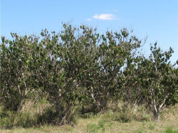 13171 Samadani LN , BOKEELIA, FL 33922