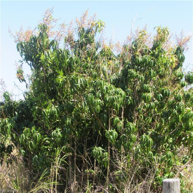 13171 Samadani Ln , Bokeelia, FL 33922 Photo