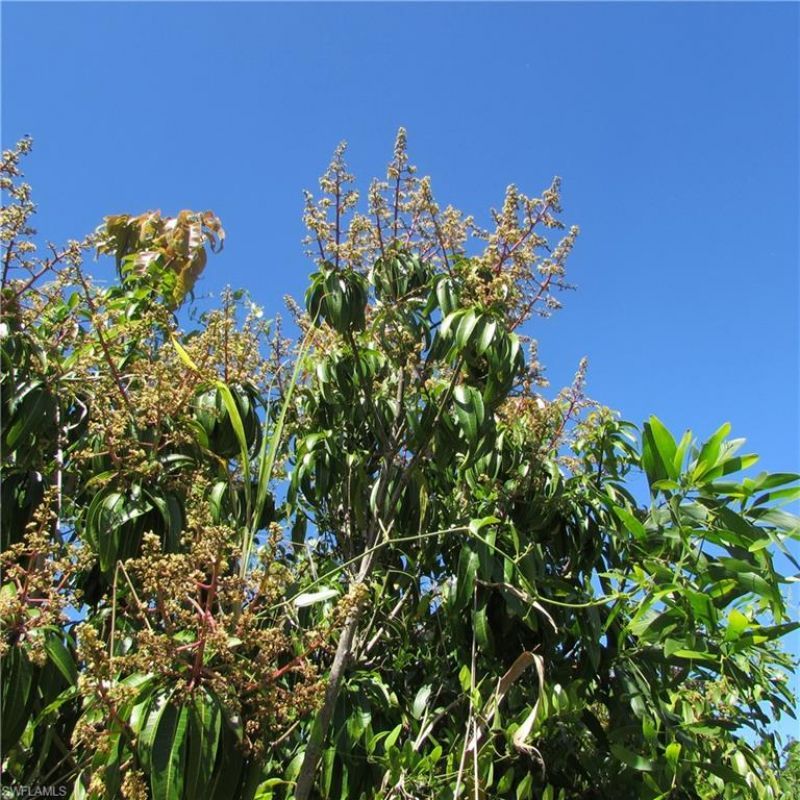 13171 Samadani Ln , Bokeelia, FL 33922 Photo