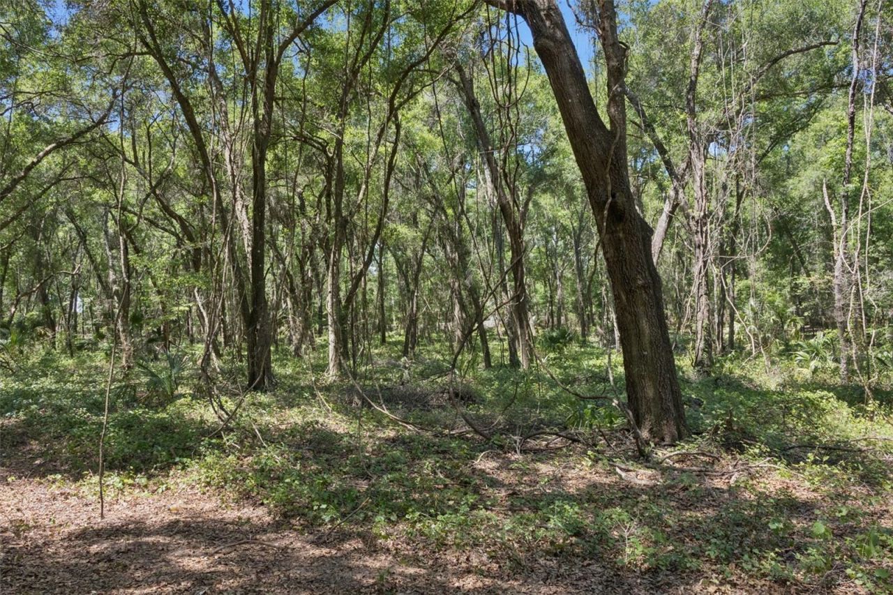 0000 Bertsville & Griffin View Road, Lady Lake, FL 32159 Photo