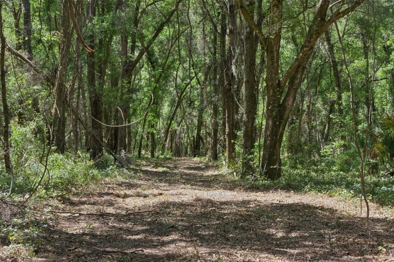 0000 Bertsville & Griffin View Road, Lady Lake, FL 32159 Photo