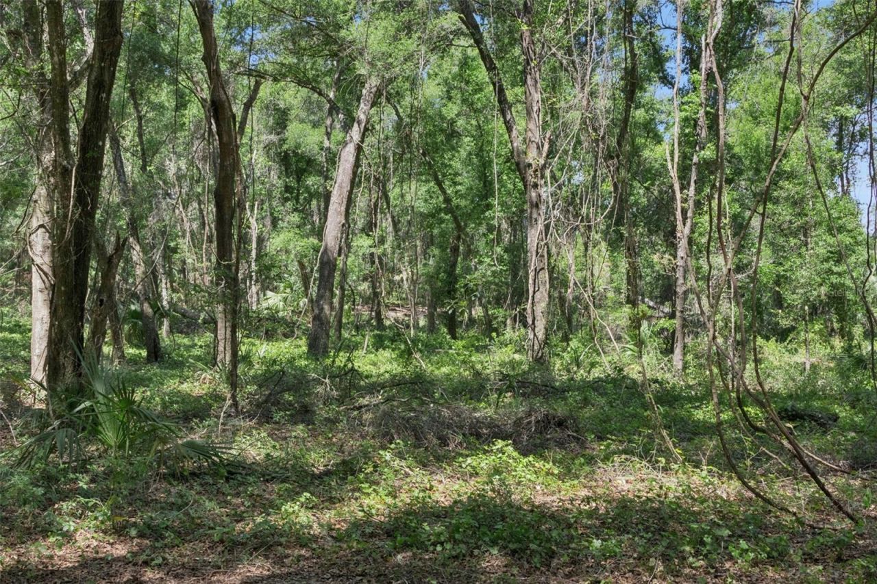 0000 Bertsville & Griffin View Road, Lady Lake, FL 32159 Photo