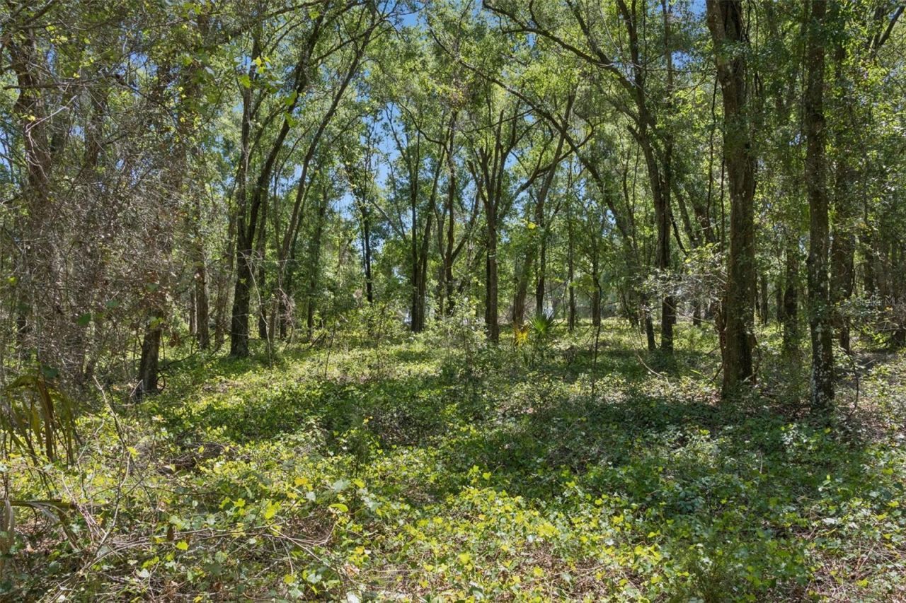 0000 Bertsville & Griffin View Road, Lady Lake, FL 32159 Photo