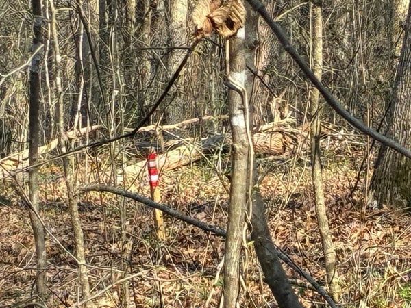 13356 Ellison Trace , Birchwood, TN 37308