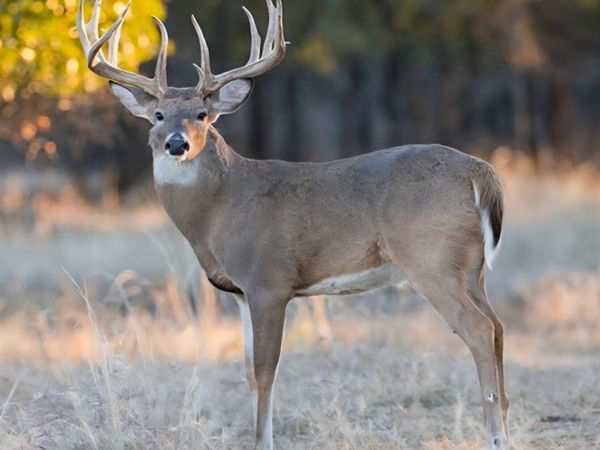 149,150,151 FM 1796, Dhanis, TX 78860