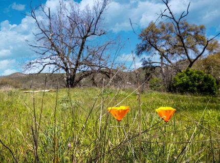 540 Music Gulch Rd, Mokelumne Hill, CA 95245 Photo