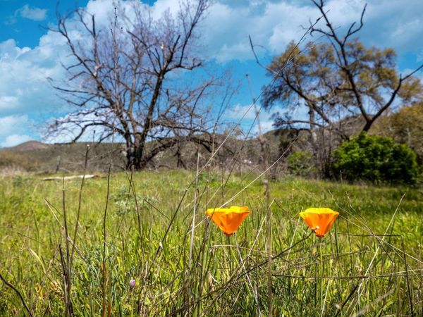 540 Music Gulch Rd, Mokelumne Hill, CA 95245