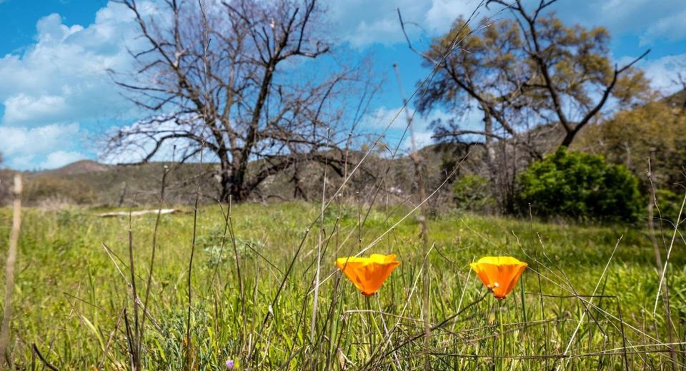 540 Music Gulch Rd, Mokelumne Hill, CA 95245 Photo