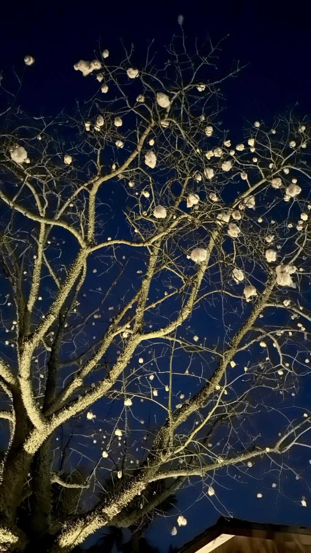 924 SW 11th Street, Boca Raton, FL 33486 Photo