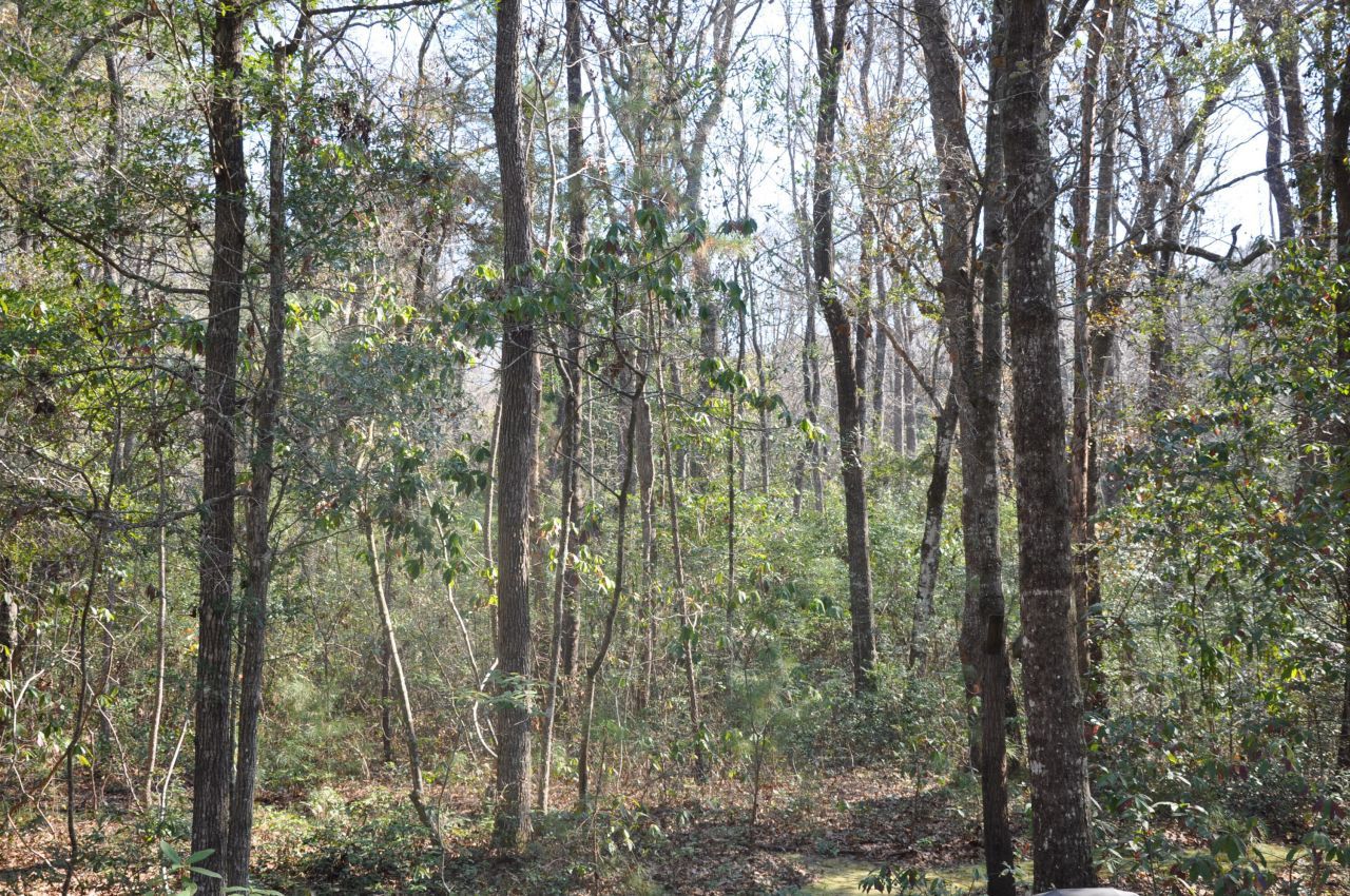 6321 Bears Bluff Road Photo 10