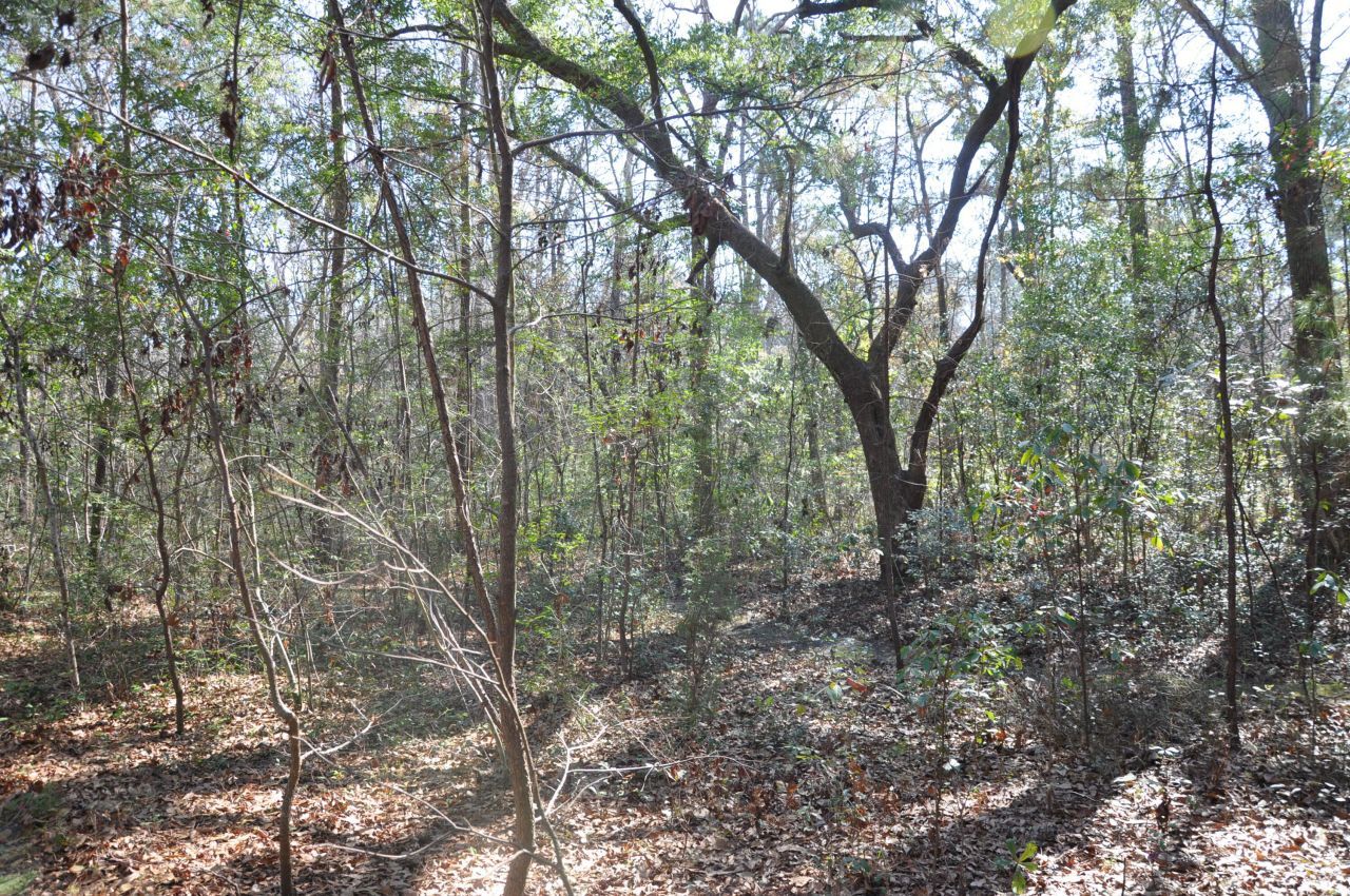 6321 Bears Bluff Road Photo 11