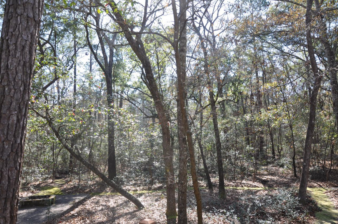 6321 Bears Bluff Road Photo 14