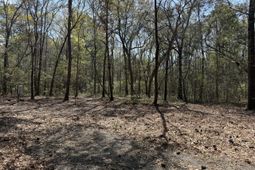 6321 Bears Bluff Road photo 4