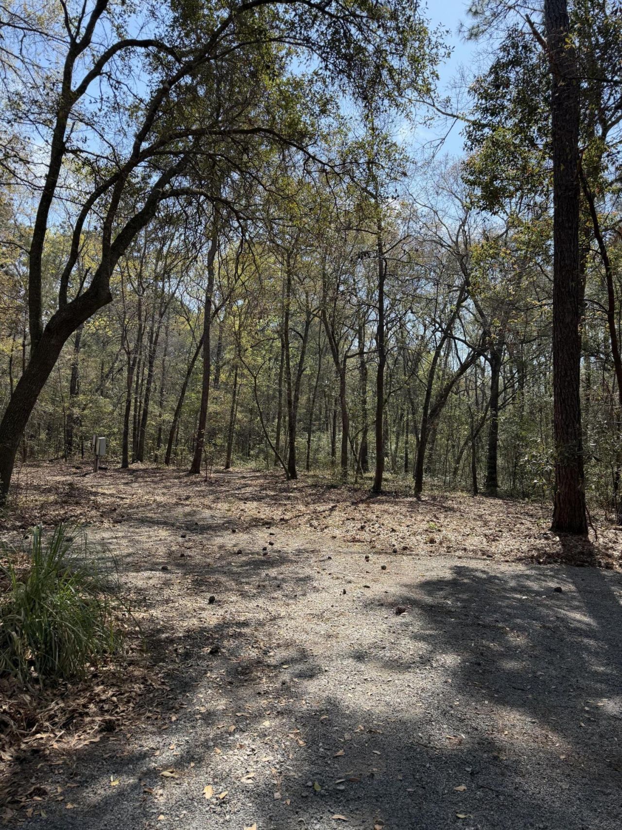 6321 Bears Bluff Road Photo 9