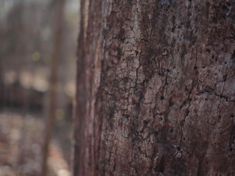 0 Cherry Lane NW, Baltimore, OH 43105 Photo 6