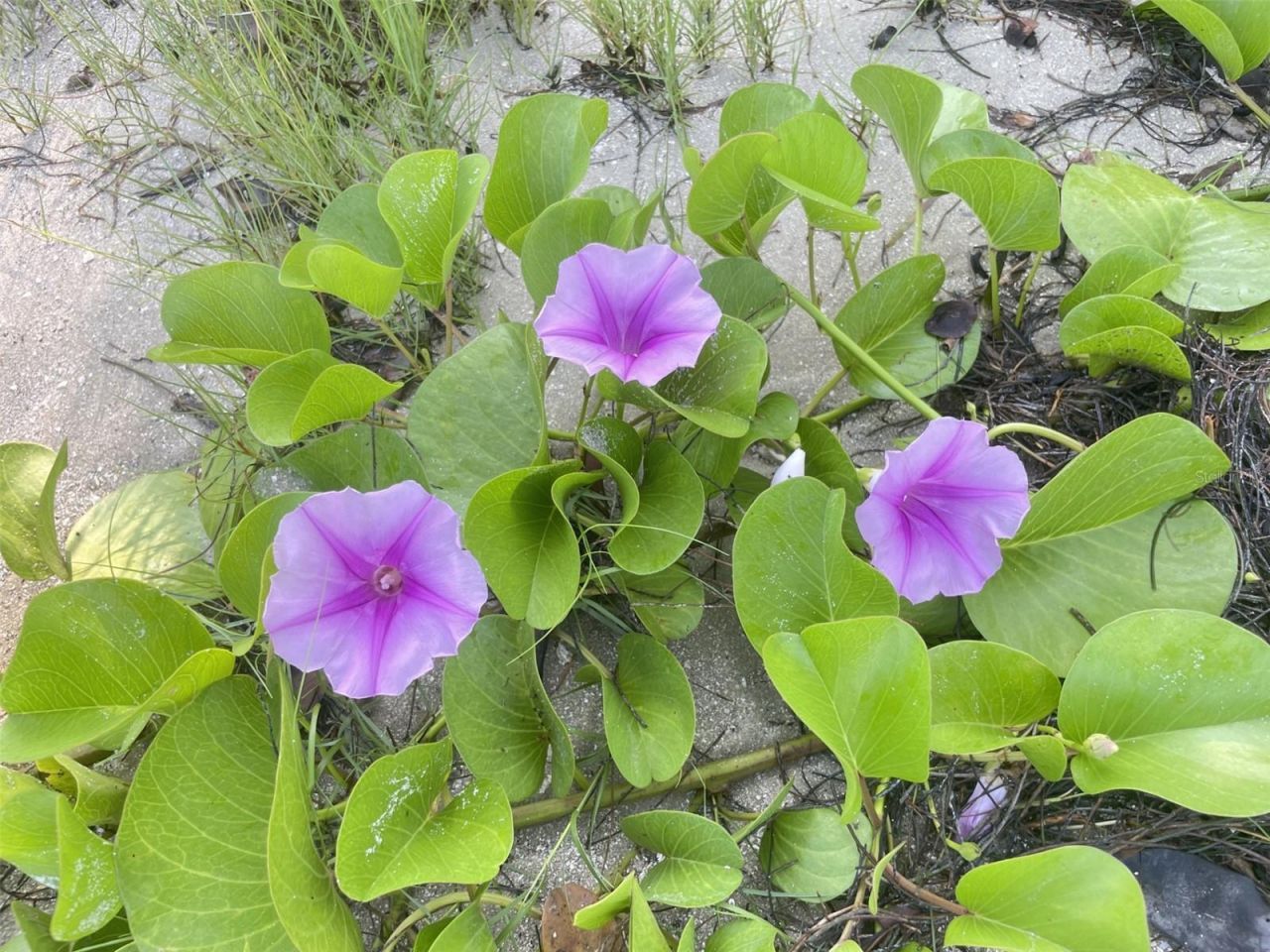 Coral Circle , Fort Pierce, FL 34949 Photo