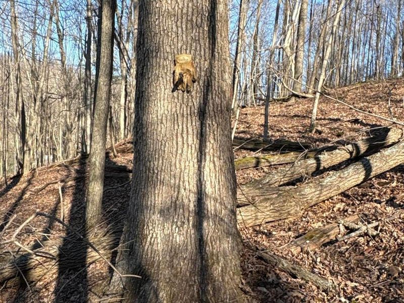 0 Millers Run-Fallen Timber Road, Lucasville, OH 45648 Photo 14