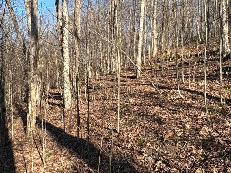 0 Millers Run-Fallen Timber Road, Lucasville, OH 45648 Photo 15