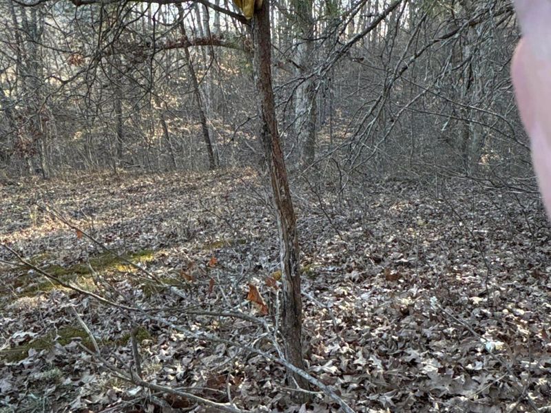 0 Millers Run-Fallen Timber Road, Lucasville, OH 45648 Photo 16