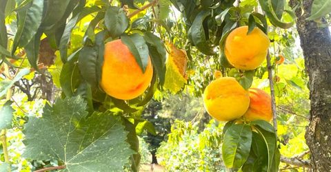 22801 Hidden Ranch Rd, Auburn, CA 95602 Photo