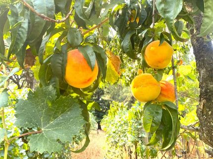 22801 Hidden Ranch Rd, Auburn, CA 95602 Photo