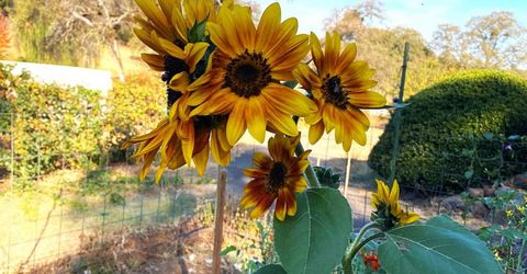 22801 Hidden Ranch Rd, Auburn, CA 95602 Photo