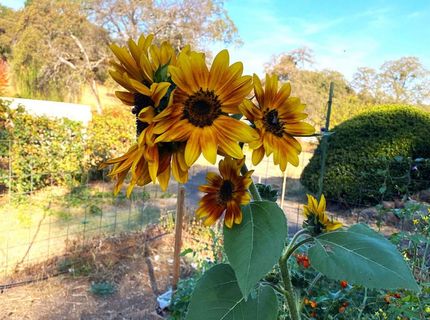 22801 Hidden Ranch Rd, Auburn, CA 95602 Photo