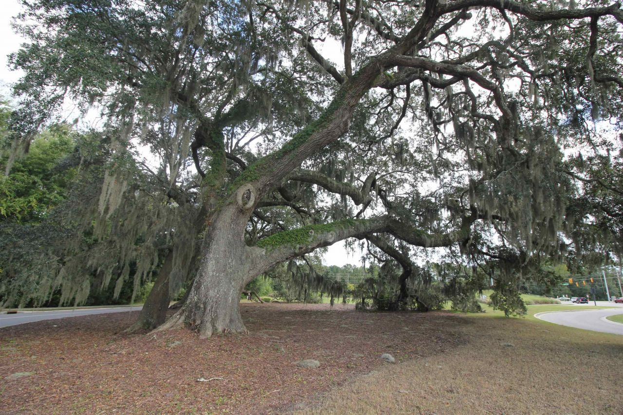 146 Ardeer Ct. Photo 40