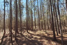 Bhl 10 Boise Cascade Road photo 4