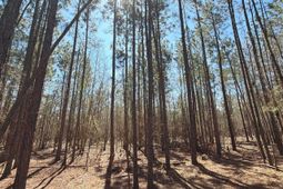 Bhl 10 Boise Cascade Road photo 4