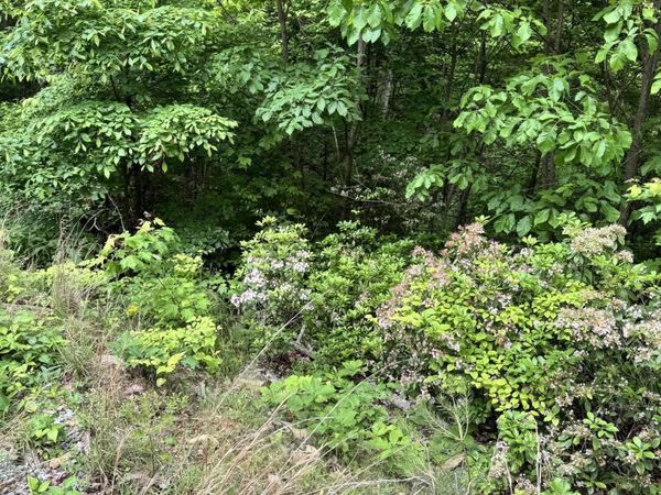 Goose Creek Rd, Seymour, TN 37865